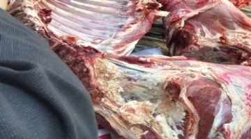 تفتيش مفاجئ.. ضبط كميات كبيرة من لحوم الأحصنة في مجزر كبير